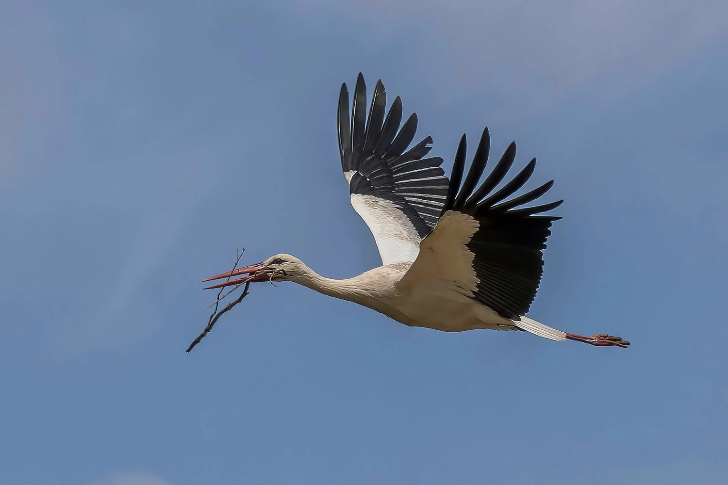 Wood Stork With Nesting Material - 20 X 16" Photo Art 1 Wood Stork With Nesting Material - 20 X 16" Photo Art