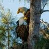 Majestic Pair Of Bald Eagles 16 X 20" Photo
