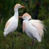 Cattle Egrets 16 X 20" Photo