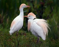 Cattle Egrets 16 X 20" Photo