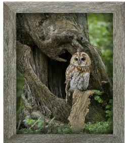 Barred Owl - 16 X 20" Photo Is A "10"