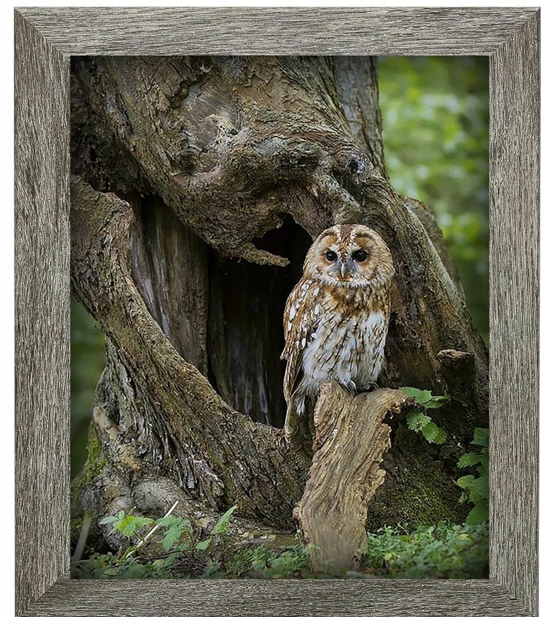 Barred Owl - 16 X 20" Photo Is A "10" 1 Barred Owl - 16 X 20" Photo Is A "10"